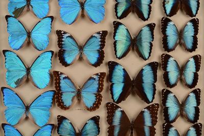 Blue butterflies in a display case
