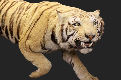 A taxidermied tiger